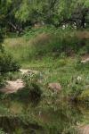 <img100*0:stuff/z/73640/blue%2520heron.1/i1278270123_1.jpg>