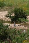<img100*0:stuff/z/73640/blue%2520heron.1/i1278270124_2.jpg>