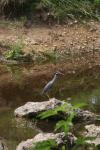 <img100*0:stuff/z/73640/blue%2520heron.1/i1278270126_4.jpg>
