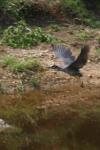 <img100*0:stuff/z/73640/blue%2520heron.1/i1278270126_5.jpg>