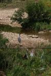 <img100*0:stuff/z/73640/blue%2520heron.1/i1278270127_6.jpg>