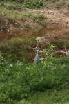 <img100*0:stuff/z/73640/blue%2520heron.1/i1278270128_7.jpg>