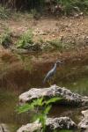 <img100*0:stuff/z/73640/blue%2520heron.1/i1278270129_8.jpg>