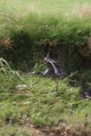 <img100*0:stuff/z/73640/blue%2520heron.1/i1278270130_9.jpg>