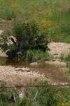 <img100*0:stuff/z/73640/blue%2520heron.1/i1278270131_10.jpg>