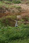 <img100*0:stuff/z/73640/blue%2520heron.1/i1278270132_11.jpg>
