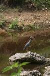 <img100*0:stuff/z/73640/blue%2520heron.1/i1278270132_12.jpg>