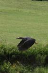 <img100*0:stuff/z/73640/blue%2520heron.1/i1278270133_13.jpg>