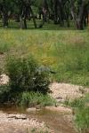 <img100*0:stuff/z/73640/blue%2520heron.1/i1278270134_14.jpg>
