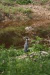 <img100*0:stuff/z/73640/blue%2520heron.1/i1278270135_15.jpg>
