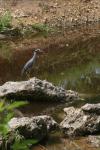<img100*0:stuff/z/73640/blue%2520heron.1/i1278270135_16.jpg>