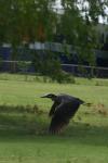 <img100*0:stuff/z/73640/blue%2520heron.1/i1278270136_17.jpg>