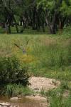 <img100*0:stuff/z/73640/blue%2520heron.1/i1278270137_18.jpg>