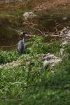 <img100*0:stuff/z/73640/blue%2520heron.1/i1278270138_19.jpg>