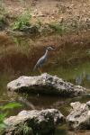 <img100*0:stuff/z/73640/blue%2520heron.1/i1278270139_20.jpg>