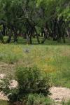 <img100*0:stuff/z/73640/blue%2520heron.1/i1278270140_21.jpg>