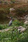 <img100*0:stuff/z/73640/blue%2520heron.1/i1278270140_22.jpg>