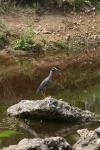 <img100*0:stuff/z/73640/blue%2520heron.1/i1278270141_23.jpg>