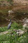 <img100*0:stuff/z/73640/blue%2520heron.1/i1278270142_25.jpg>