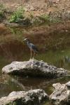 <img100*0:stuff/z/73640/blue%2520heron.1/i1278270143_26.jpg>