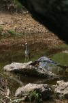 <img100*0:stuff/z/73640/blue%2520heron.1/i1278270145_28.jpg>