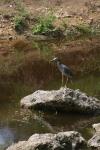 <img100*0:stuff/z/73640/blue%2520heron.1/i1278270145_29.jpg>