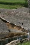 <img100*0:stuff/z/73640/blue%2520heron.1/i1278270147_31.jpg>
