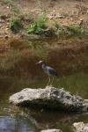<img100*0:stuff/z/73640/blue%2520heron.1/i1278270147_32.jpg>