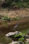 <img100*0:stuff/z/73640/blue%2520heron.1/i1278270149_34.jpg>