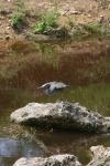 <img100*0:stuff/z/73640/blue%2520heron.1/i1278270150_35.jpg>