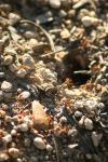 <img100*0:stuff/z/73640/bugs%2520reference/i1257141178_4.jpg>