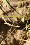 <img100*0:stuff/z/73640/bugs%2520reference/i1257141178_5.jpg>