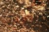 <img100*0:stuff/z/73640/bugs%2520reference/i1257141178_7.jpg>