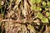 <img100*0:stuff/z/73640/bugs%2520reference/i1257141179_11.jpg>