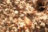 <img100*0:stuff/z/73640/bugs%2520reference/i1257141179_13.jpg>