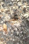 <img100*0:stuff/z/73640/bugs%2520reference/i1257141179_14.jpg>