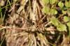 <img100*0:stuff/z/73640/bugs%2520reference/i1257141179_16.jpg>