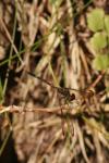 <img100*0:stuff/z/73640/bugs%2520reference/i1257141180_21.jpg>