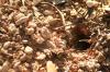 <img100*0:stuff/z/73640/bugs%2520reference/i1257141180_27.jpg>