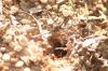<img100*0:stuff/z/73640/bugs%2520reference/i1257141180_28.jpg>