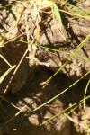 <img100*0:stuff/z/73640/bugs%2520reference/i1257141180_29.jpg>