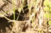 <img100*0:stuff/z/73640/bugs%2520reference/i1257141180_30.jpg>