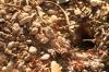 <img100*0:stuff/z/73640/bugs%2520reference/i1257141181_31.jpg>