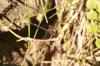 <img100*0:stuff/z/73640/bugs%2520reference/i1257141181_34.jpg>