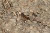 <img100*0:stuff/z/73640/bugs%2520reference/i1257141527_2.jpg>