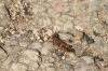 <img100*0:stuff/z/73640/bugs%2520reference/i1257141528_5.jpg>