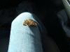 <img100*0:stuff/z/73640/butterflies.1/i1262493481_1.jpg>