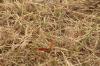 <img100*0:stuff/z/73640/butterflies.1/i1262493482_10.jpg>