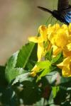 <img100*0:stuff/z/73640/butterflies.1/i1262493482_11.jpg>