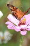 <img100*0:stuff/z/73640/butterflies.1/i1262493482_12.jpg>
